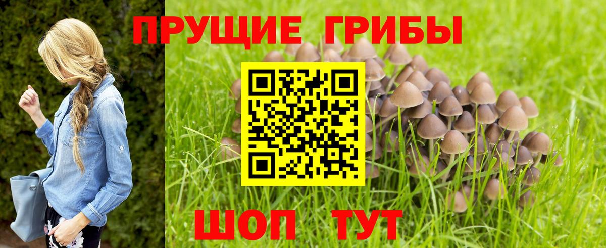 Губкинский  Галлюциногенные грибы Psilocybine cubensis  Вход с VPN 
